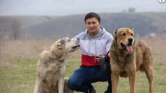 "Чистокровных тобет не осталось": как спасают казахскую породу собак от исчезновения