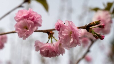 Цветущая сакура, магнолия, айва и тюльпаны: как изменился Ботанический сад Алматы этой весной