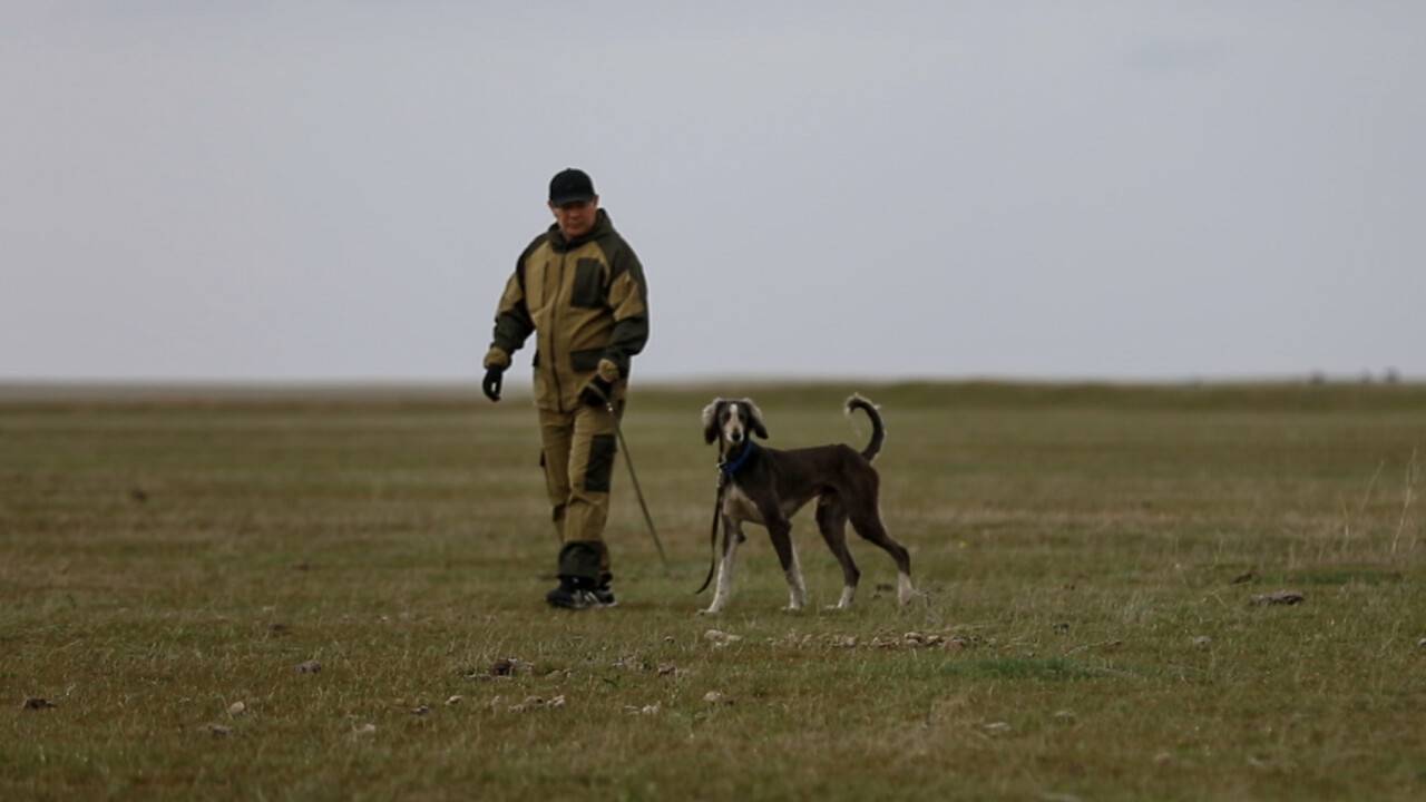 Казахская борзая: как спасти тазы от исчезновения?