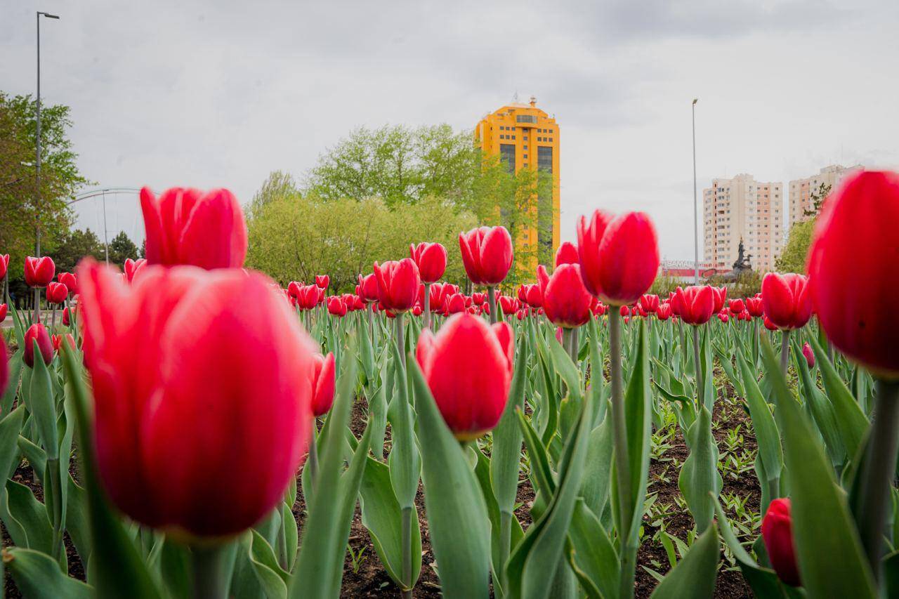 Тюльпаны нижнекамск. Тюльпан Tirana. Тюльпан Катар. Астана башня тюльпан. Астана золотой тюльпан.