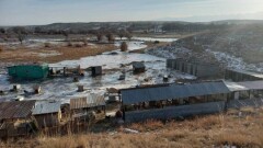 Затопление приюта для животных в Алматинской области: собак спасли, вода спала