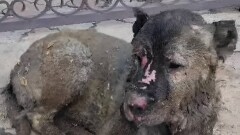 Астанчане спасли собаку, которую хозяева оставили на привязи посреди пожара