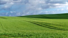 В Жамбылской области акимы раздали пастбища людям, у которых нет скота. Сапарбаев требует навести порядок