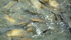 Казахстан планирует экспортировать рыбу во Францию и Швейцарию