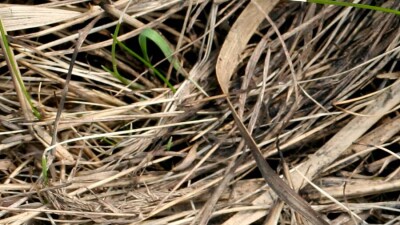 Сухие газоны в Алматы: город примет новые правила по уходу за растениями