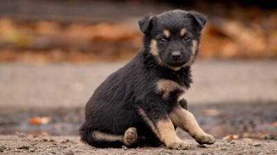 Самостоятельный сбор денег для помощи бездомным животным оказался вне закона