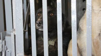 Два месяца за решёткой: закон о гуманном обращении с животными превратился в издевательство