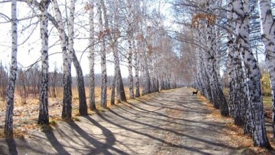 Часть территории ботанического сада Караганды собираются вернуть в госсобственность