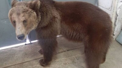 В Шымкенте хозяин двух бурых медведей решил продать их по объявлению. Животных нечем кормить