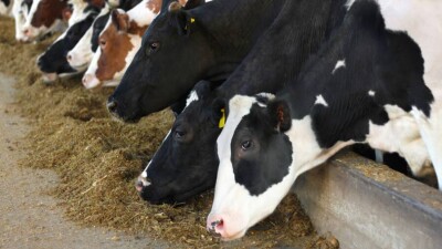 В Туркестанской области фермеры незаконно получили субсидии на 380 млн тенге