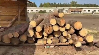Незаконная вырубка леса в резервате "Ертіс орманы": полиция завела уголовное дело