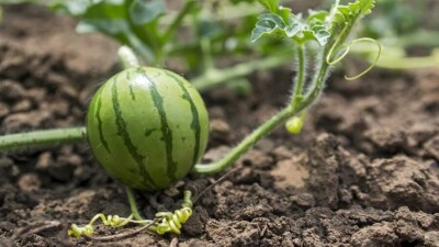 Из-за нехватки воды в Жамбылской области собирают урожай арбузов размером с яблоко