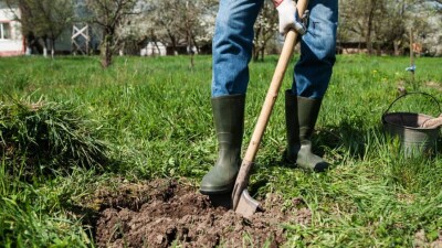 Алматинцы могут бесплатно получить саженцы для озеленения дворов