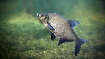 На западе Казахстана растёт число случаев заболевания описторхозом – он передаётся через рыбу