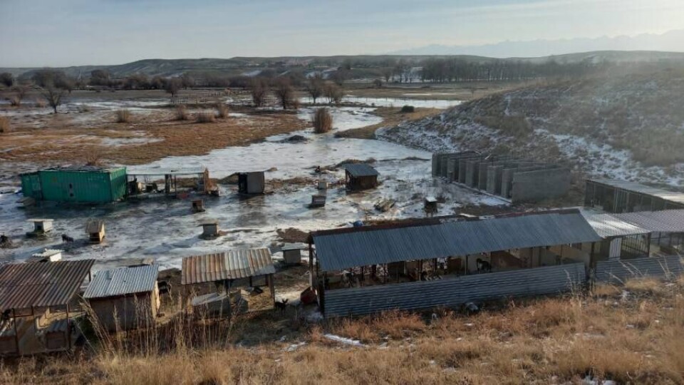 Затопление приюта для животных в Алматинской области: собак спасли, вода спала