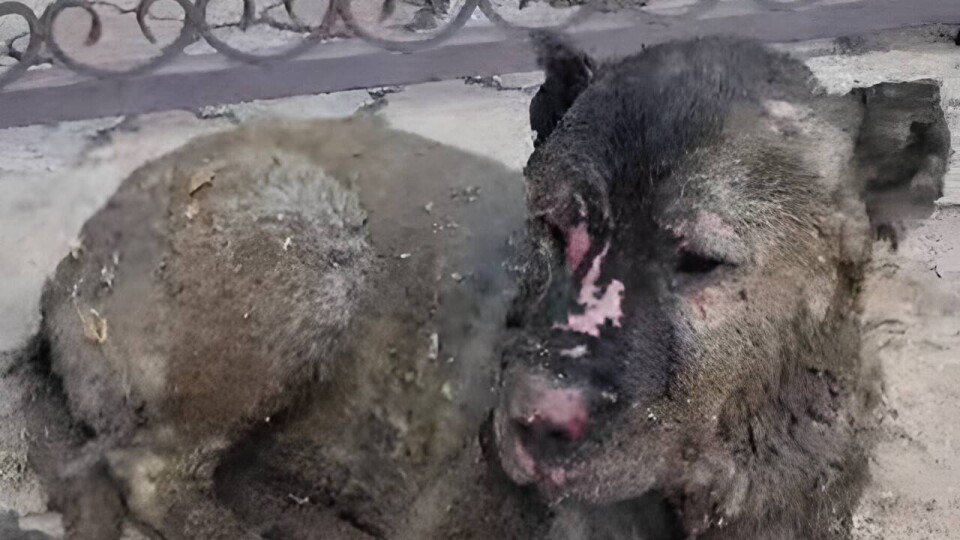 Астанчане спасли собаку, которую хозяева оставили на привязи посреди пожара
