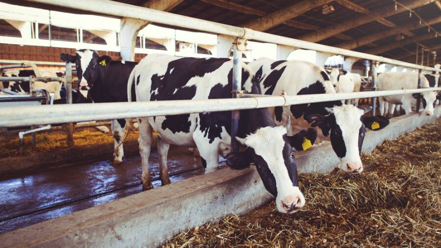 В Мангистау фермеры получат корма по сниженным ценам, чтобы избежать падежа скота во время засухи