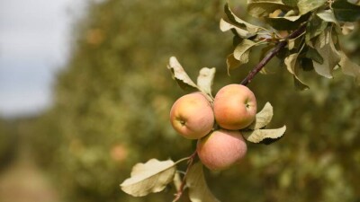 Түркістан облысында алманың еуропалық сорттары қалай жеміс беріп жатыр? Фоторепортаж