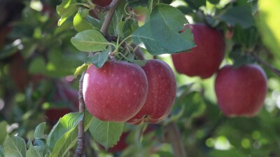 Президент Алматының алмасын әлемге танымал ұлттық брендке айналдыру қажеттігін айтты