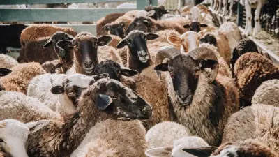 2025 жылы құрбан айт 6-8 маусымда тойланады. Құрбан шалу тәртібі қандай 