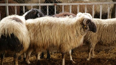 Құрбандыққа қандай мал жарайды? Құрбан шалуға қатысты маңызды 12 сұраққа жауап