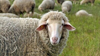 Жылқы мен құс неге құрбандыққа жарамайды? Құрбан шалушыға арналған 12 маңызды мәлімет