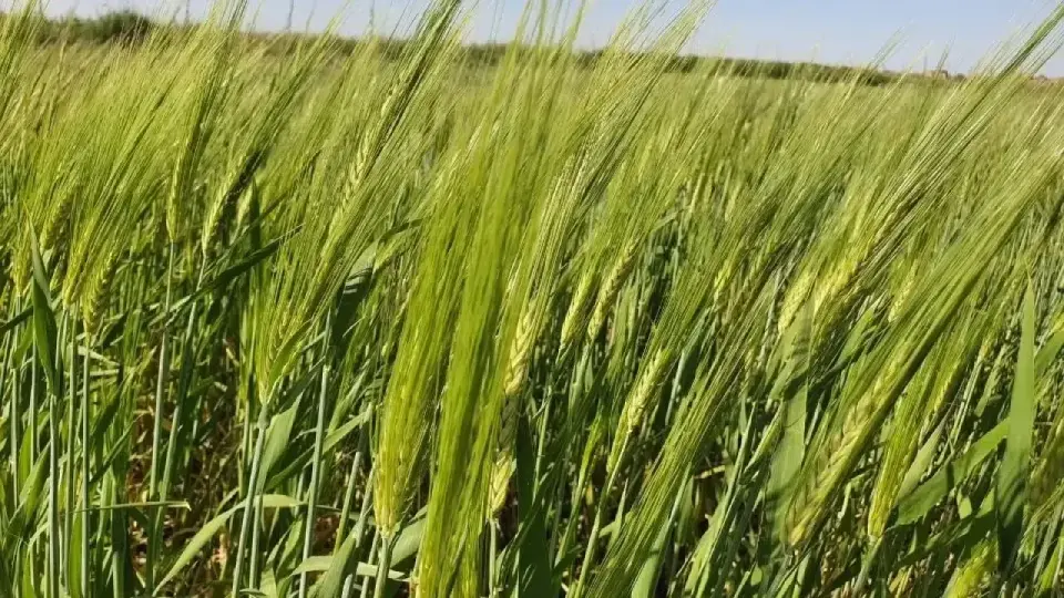 Фото: ауыл шаруашылығы министрлігінің баспасөз қызметі