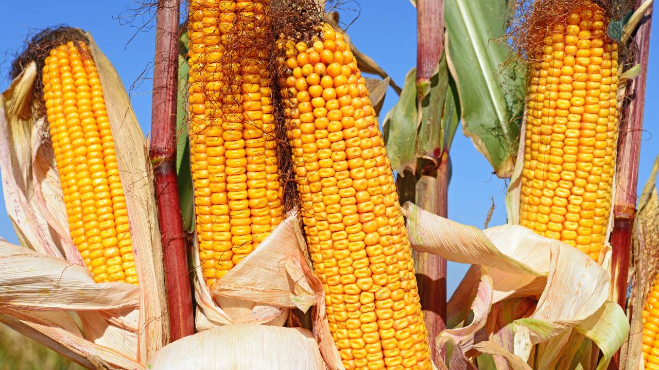 Жетісуда 2 мың тонна жүгері шіріп кетуі мүмкін. Шаруалар өнімін неге сата алмай отыр?