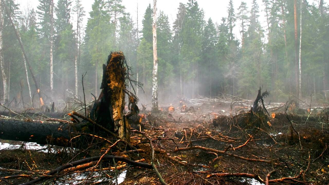 Қарқаралыдағы өрттен 45 мың гектар аумақ зардап шекті: Төтенше жағдай жарияланады