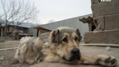 Қазақстанда тазы мен төбеттің кәсіби мерекесі енгізіледі. Ол қай күнге белгіленбек