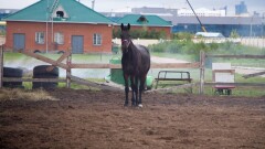 Мәжіліс депутаты Аманжол Әлтай атбегілерді колледжде дайындауды ұсынды