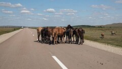 167 бас малды ұрлаған қылмыстық топ ұсталды