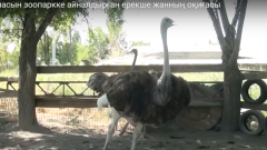 Жамбыл облысында ауыл тұрғыны ауласын зообаққа айналдырған