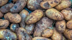 Ақтөбе облысының супермаркеттерінде арзан бағамен шіріген картоп сатылып жатыр