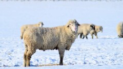 Көршісінің 16 қойын ұрлаған Түркістан облысының тұрғыны ұсталды