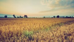 Ақмола облысында ауыл шаруашылығы кәсіпорнына қауіп төніп тұр: Жер көлемі екі есе азайған