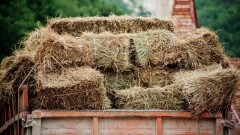 Алматы облысының азаматтары Маңғыстауға 25 вагон жем-шөп жөнелтеді