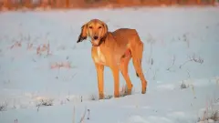 Қазақстанда бүгін алғаш рет Қазақ тазысы мен төбеті күні аталып өтуде