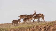 Қазақстанда жыл сайынғы киік аулау мерзімі белгіленді