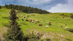 Мәжіліс депутаты үзіліссіз 25 жыл мал баққандарды зейнет демалысына шығаруды ұсынды