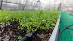 Қазақстанда өсетін 66 түрлі дәрілік шөпке жойылу қаупі төніп тұр