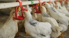 Иран ғалымдары құс қауырcынынан ақуызды жем әзірлейтін әдісті тапты