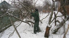 Жамбыл облысында бес ауыл тұрғындары жиде ағашын бұтап жылынып отыр