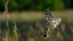Шалғын көбелегінен зардап шеккен Ақтөбе облысының аудандарында зерттеу жұмыстары басталды