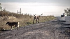 "Адамды қапқан ит атылсын". Жануарларды қорғау туралы заңның қайта қаралуын талап етушілер көбейді
