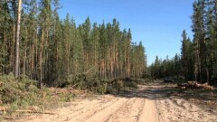 Ертіс орманында 2029 жылға дейін ағаш кесуге тыйым салынбақ