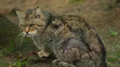 Жаңа Зеландия 25 жылда жабайы мысықтардың көзін түгел жоюды көздеп отыр