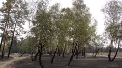 Петропавл қаласын кеңейту үшін 70 гектар орман алқабы оталады
