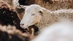 Онлайн құрбан шалу: Қай өңірлерде қой бағасы арзан