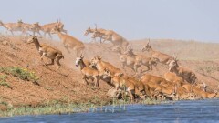 Киік санын реттеуге қатысты ғылыми зерттеулер 1-2 жылға созылуы мүмкін